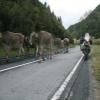 Motorritten nufenenpass--valais-- photo