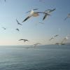 Motorritten lake-iznik--istanbul- photo