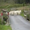 Motorroute devil-s-staircase--tregaron- photo